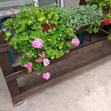 за гости маги