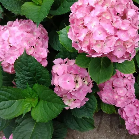 за гости маги Kwatera prywatna