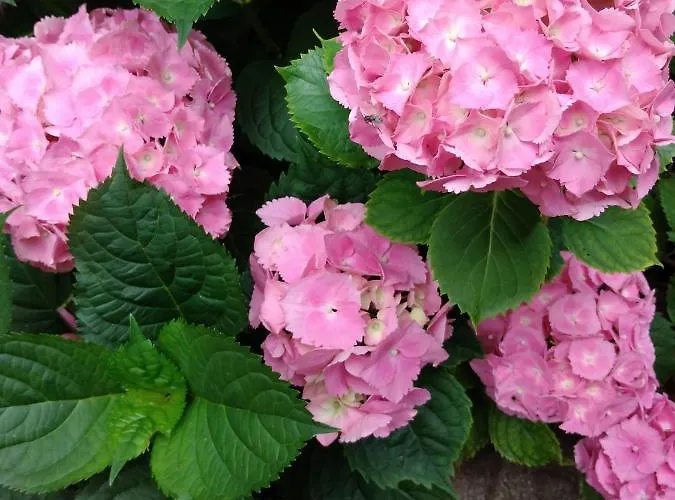 за гости маги Частна квартира